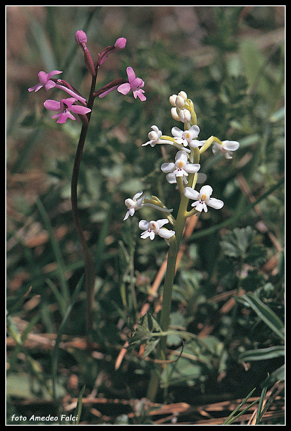 ORCHIDEE DI SICILIA: Orchis brancifortii Bivona Bernardi